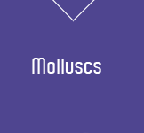 Molluscs