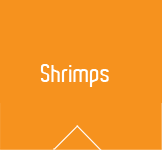 Shrimps