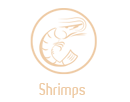 shrimps